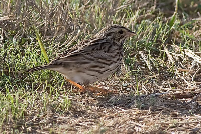 Savannah Sparrow