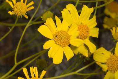 Brittlebush (Encelia farinosa)