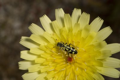 Desert Dandelion (Malacothrix californica)