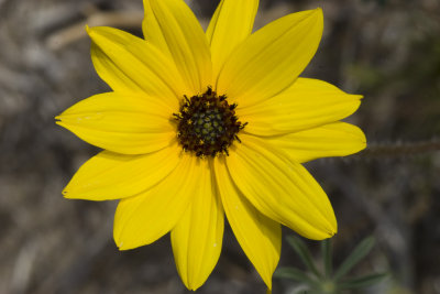 Grey Sunflower (Helianthus niveus canescens)