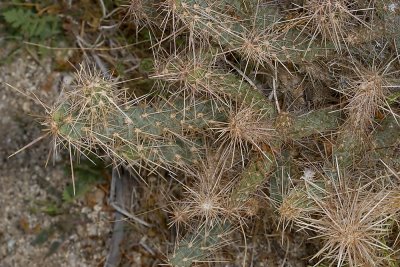 Gander Cholla (Cylindropuntia ganderi)