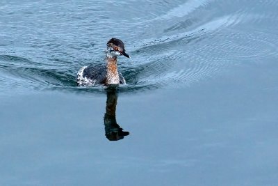 Horned Grebe