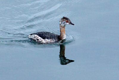 Horned Grebe