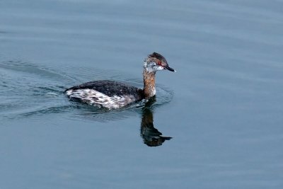 Horned Grebe