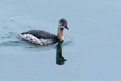 Horned Grebe