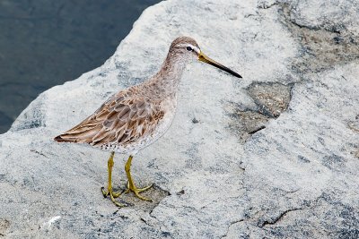 Short-billed Dowitcher