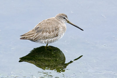 Short-billed Dowitcher