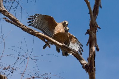 Red-shouldered Hawk