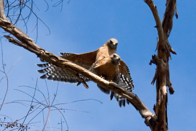 Red-shouldered Hawk