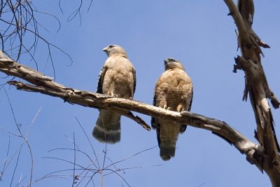 Red-shouldered Hawk