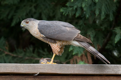 Cooper's Hawk