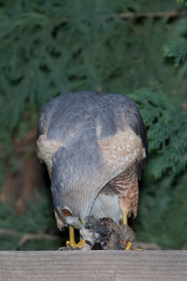 Cooper'sHawk