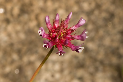 Tomcat Clover  (Trifolium willdenovii)