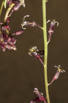 Slender-pod Jewel flower (Caulanthus heterophyllus var h.)