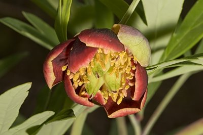 California Peony (Paeonia californica)