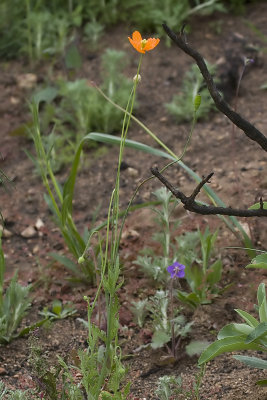 Fire Poppy (<em>Papaver californicum</em>)