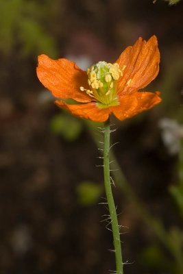 Fire Poppy  (Papaver californicum)