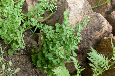 Maiden-hair Fern (Adiantum jordanii)