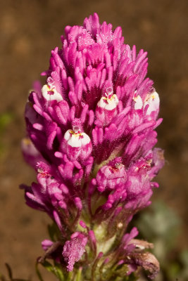 Owl's Clover  (Castilleja exserta)