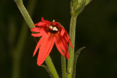 Indina Pink (Silene californae)