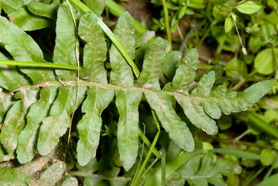 California  Polypody Fern (Polypodium californicum)