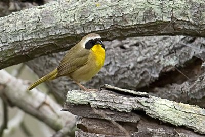 Common Yellowthroat - male