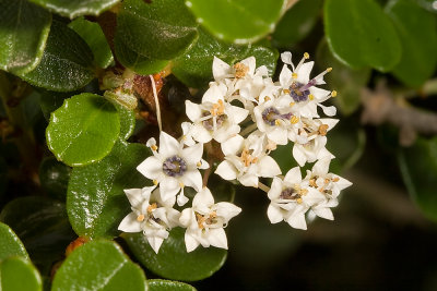 Warty-stem Lilac (Ceanothus verrucosus)