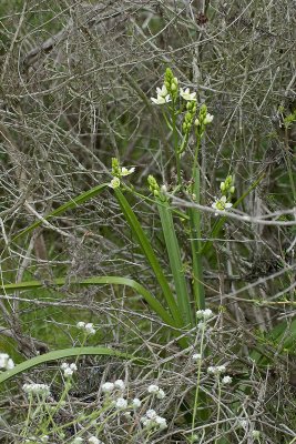 Star Lily (Zigadenus fremontii)