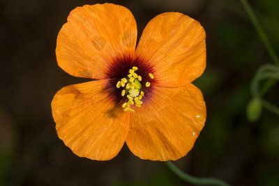 Wind Poppy (Stylomecon heteronphylla)