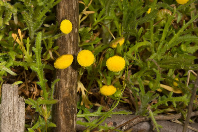 Brass Buttons (Cotula coronopifolia)