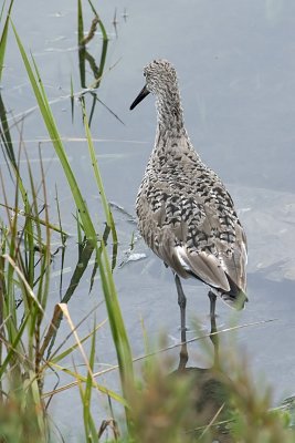 Willet