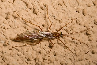 Short-tailed Ichneumon Wasp