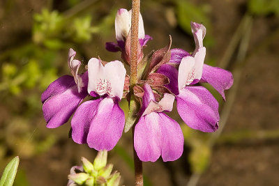 Chinese Houses (Collinsia concolor)