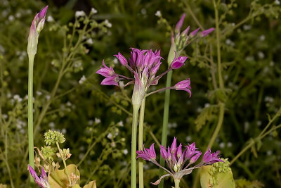 Peninsular Onion (Allium peninsulare)