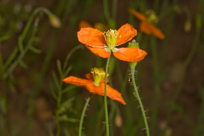 Fire Poppy (Papaver californicum)