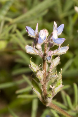 Collar Lupine (Lupinus truncatus)