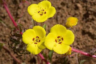 California Sun Cups (Camissonia bistorta)