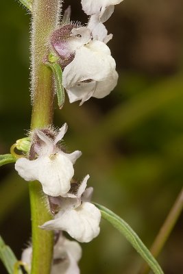 White Snapdragons (Antirrhinum filipes)