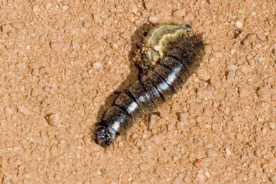 Black Calosoma Ground Beetle larva   fiery searcher  or Predacous Ground Beetle  (Calosoma)