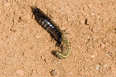 Black Calosoma Ground Beetle larva Fiery Searcher (Caterpillar Killer)  (Calosoma  sp.)
