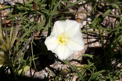 Morning Glory  (<em>Calystegia  macrostegia</em>)