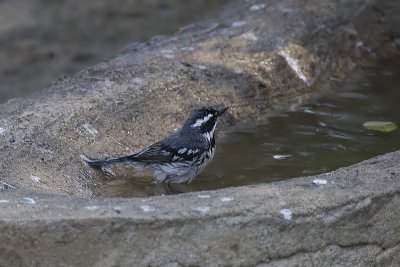 Black-throated Gray Warbler