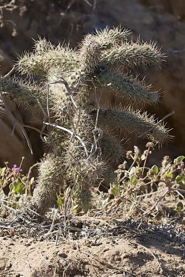 Coastal  Cholla (Cylindropuntia prolifera)