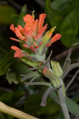 Coast Paintbrush  (Castilleja affinis)