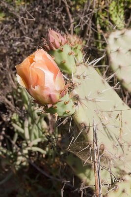 Coast Prickley Pear  (Opuntia littoralis)