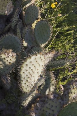 Coast Prickley Pear  (Opuntia littoralis)