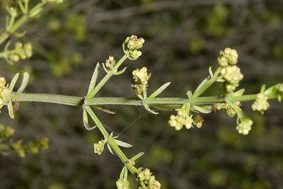 Narrow-leaf Bedstraw (Galium angustifolium)