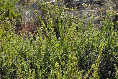 California or Flat-top Buckwheat  (Eriogonum faciculatum)