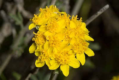 Golden Yarrow  (Eriophyllum confetiflorum)