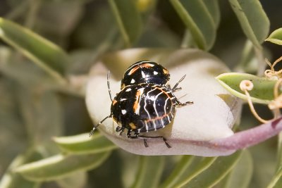 Harlequin Bug  (Murgantia histrionica)